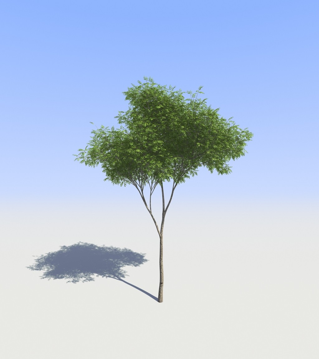 Tree12.2.6.2 preview image 1